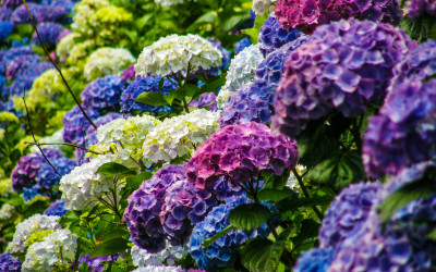 Purple, Blue, and Lavender Hydrangeas