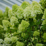 Fresh Lime Light Hydrangea | Oregon Coastal Flowers LLC Fresh Lime Light Hydrangea