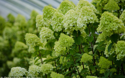 8.02.20 Limelight Hydrangea grown on the Oregon Coast