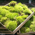 Fresh Mood Moss