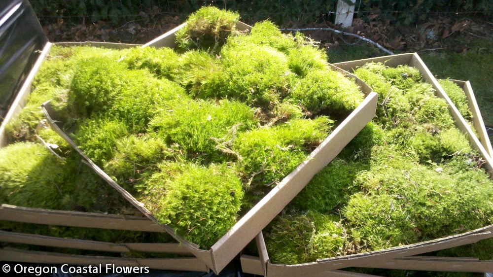 Mood Moss Flat (fresh)