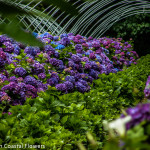 Fresh Purple Hydrangea in the Field | Oregon Coastal Flowers LLC Fresh Purple Hydrangea in the Field