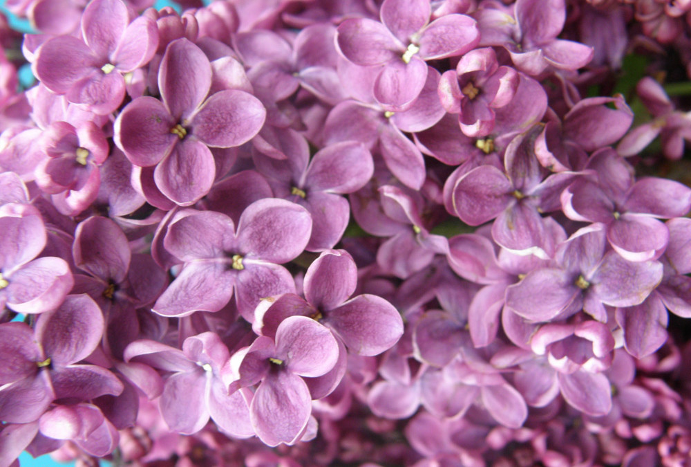 Fragrant, Purple and Lavender, Local Lilac