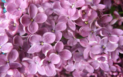 Fragrant, Purple and Lavender, Local Lilac
