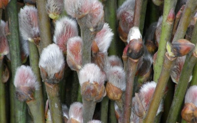 1.27.20 Pussy Willow, Contorted Filbert, Red Dogwood, & Fantail Willow