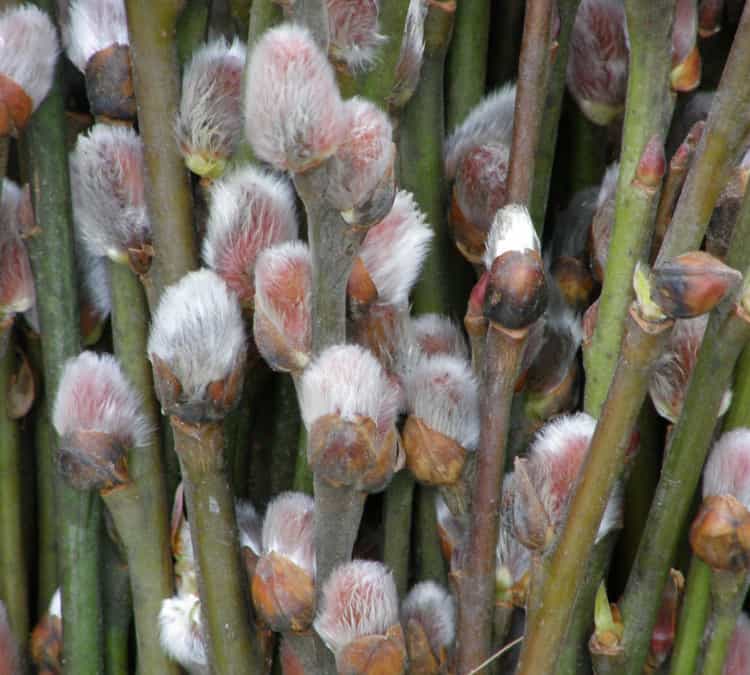 1.27.20 Pussy Willow, Contorted Filbert, Red Dogwood, & Fantail Willow