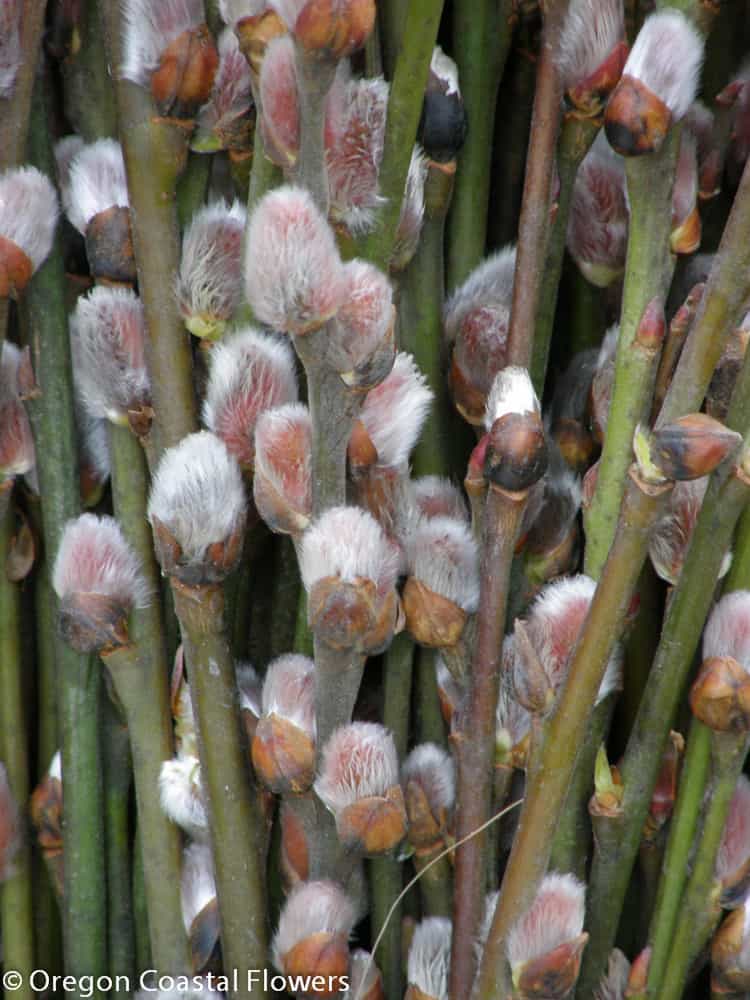 Fresh Spring Pussy Willow Branches with Catkins