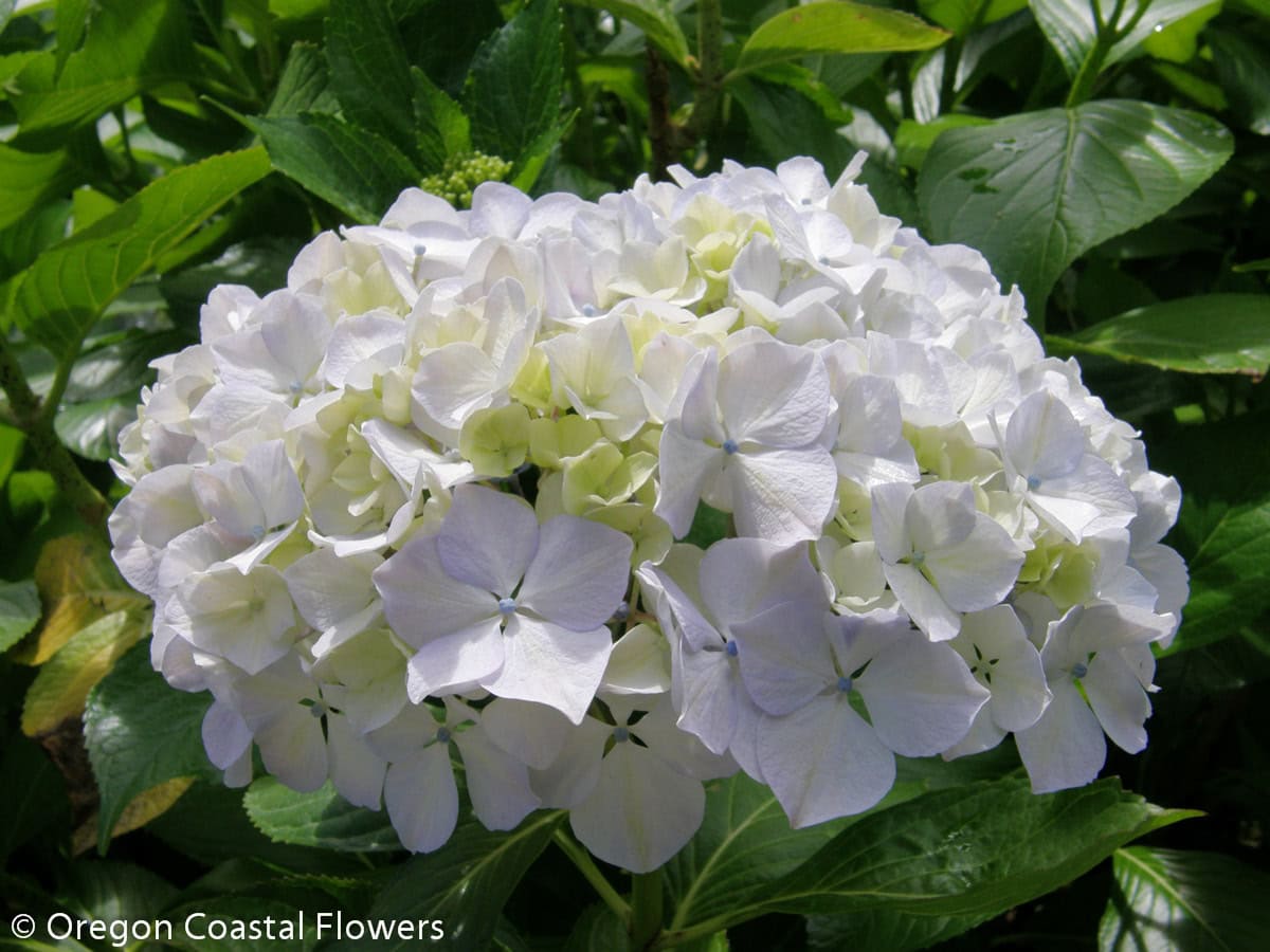 Fresh White Hydrangea Wedding Flowers | Oregon Coastal Flowers LLC Fresh White Hydrangea Wedding Flowers