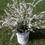 Fresh White Spirea for Your Wedding | Oregon Coastal Flowers LLC Fresh White Spirea for Your Wedding