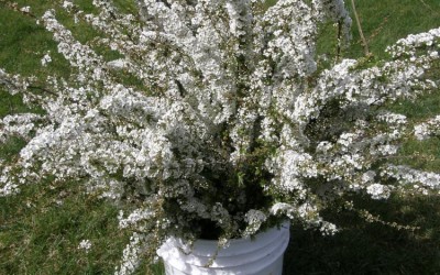 3.28.19 Spirea Specialty Cut Flowers available early spring wholesale from Oregon Coastal Flowers