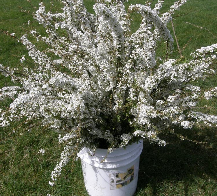 3.28.19 Spirea Specialty Cut Flowers available early spring wholesale from Oregon Coastal Flowers