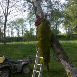 Giant Moss Clump
