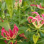 Gloriosa Lily Flowers | Oregon Coastal Flowers LLC Gloriosa Lily Flowers