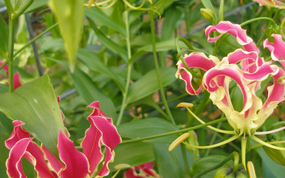 Gloriosa Lily on the Vine