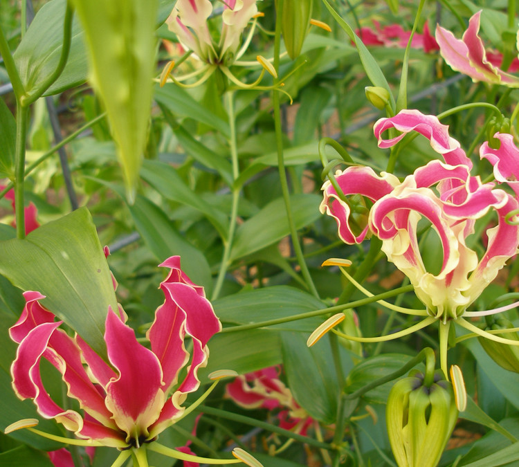 Gloriosa Lily on the Vine