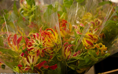 American Grown Gloriosa Lilies