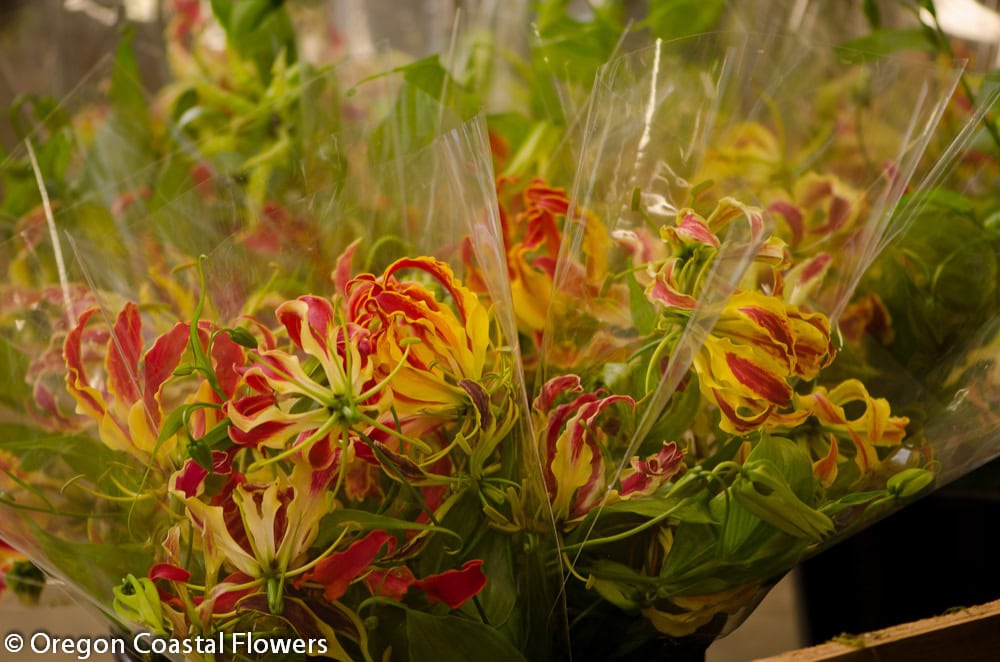 American Grown Gloriosa Lilies