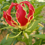 Gloriosa Lily National Flower of Zimbabwe | Oregon Coastal Flowers LLC Gloriosa Lily National Flower of Zimbabwe