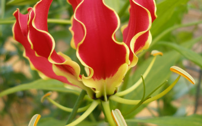 Long Stemmed Gloriosa Lily Flowers on a Vine 7.03.17