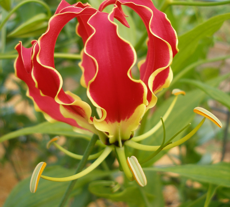 Long Stemmed Gloriosa Lily Flowers on a Vine 7.03.17