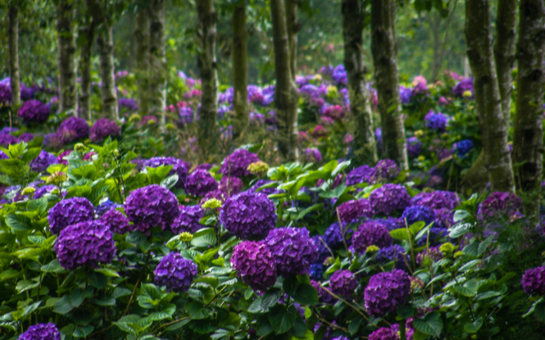 Purple Hydrangea in Full Bloom
