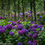 Gorgeous Dark Purple Fresh Hydrangea Flowers | Oregon Coastal Flowers LLC Gorgeous Dark Purple Fresh Hydrangea Flowers