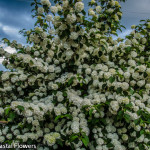 Gorgeous White Popcorn Viburnum | Oregon Coastal Flowers LLC Gorgeous White Popcorn Viburnum