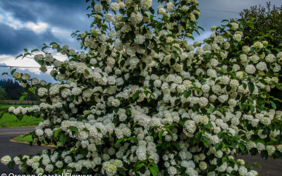 Popcorn Viburnum & other Specialty Viburnum Flower Wholesale 4.23.18
