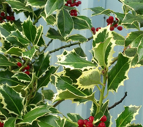 12.02.20 Green & Varigated Holly Christmas Branches Wholesale