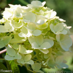 Green Limelight Hydrangea Flowers | Oregon Coastal Flowers LLC Green Limelight Hydrangea Flowers