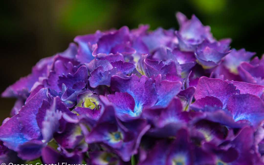 7.16.18 Vivid, Dark Purple Hydrangea Weddings