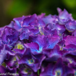 Hardy Purple Hydrangea Wedding Flowers