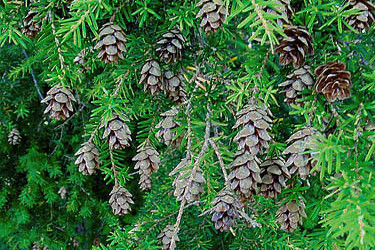Holiday Greens with Cones