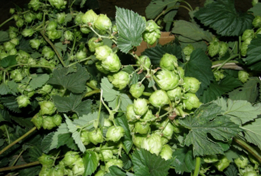 Hop Vine Garland 18′ long 7.24.18