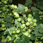 Hop Vine Garland | Oregon Coastal Flowers LLC Hop Vine Garland