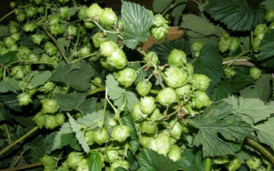 Hop Vine Garland 18′ long 7.24.18