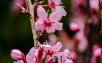 Prunus Blooming Branches 3.12.18