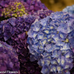 Huge Lavender Hydrangea | Oregon Coastal Flowers LLC Huge Lavender Hydrangea