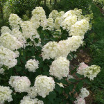 Ivory Pee Gee Hydrangea Wedding Flowers | Oregon Coastal Flowers LLC Ivory Pee Gee Hydrangea Wedding Flowers