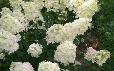 Pee Gee Hydrangea