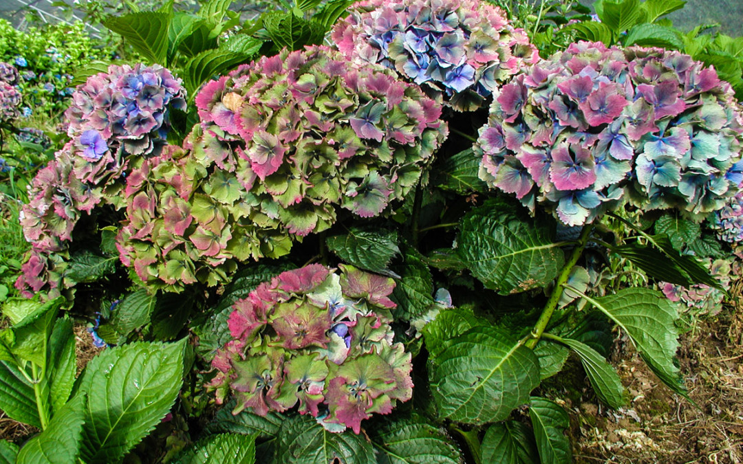 8.01.21 World Famous Antique Hydrangeas
