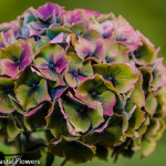 Jumbo Antique Hydrangea Flowers | Oregon Coastal Flowers LLC Jumbo Antique Hydrangea Flowers