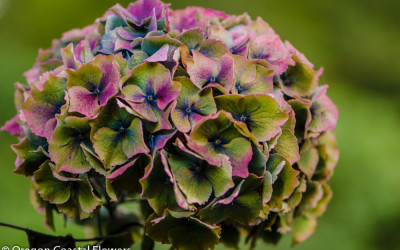 9.10.20 Antique Hydrangeas Wholesale World Famous Antique Hydrangea from Oregon Coastal Flowers