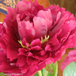 Kansas Peony Flowers | Oregon Coastal Flowers LLC Kansas Peony Flowers