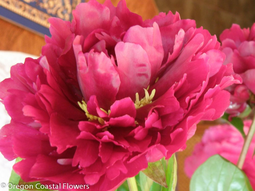 Kansas Peony Flowers | Oregon Coastal Flowers LLC Kansas Peony Flowers