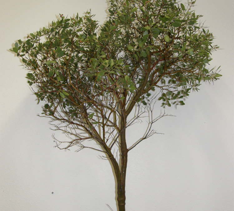 Manzanita Branches from the Oregon Coast.