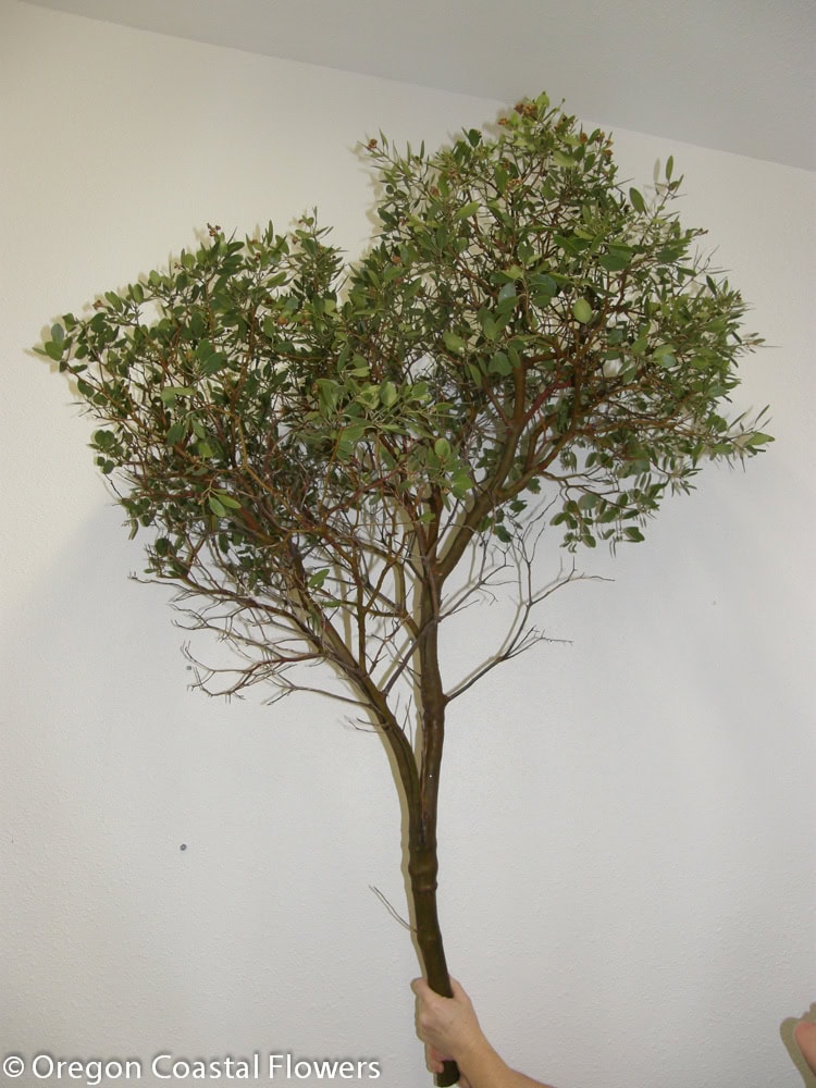 Manzanita branch