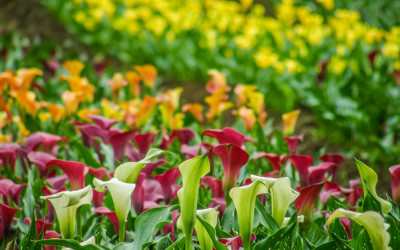 American Grown Calla Lilies