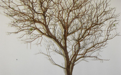 Manzanita Branches, with leaves, leafless, sandblasted