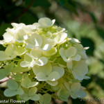 Limelight Hydrangea | Oregon Coastal Flowers LLC Limelight Hydrangea